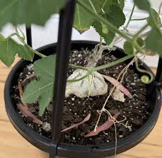 Image result for Kedrostis leloja