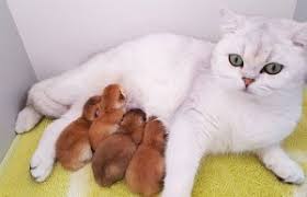 British Shorthair Ozellikleri Ve Bakimi Kedi Blog