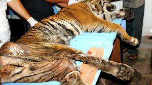 Check spelling or type a new query. Kisah Legenda Manusia Harimau Pelindung Warga Bengkulu Regional Liputan6 Com