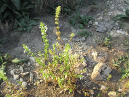 Image result for Syncolostemon linearis
