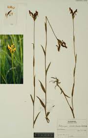 Image result for Platycoryne