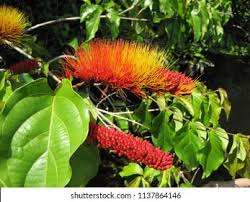 Image result for Combretum andradae