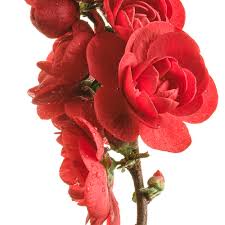 Japanese quince double take scarlet™, flowering quince double take scarlet™, chaenomeles speciosa 'scarlet storm' pp20951, double take™ series. Double Take Scarlet Quince Chaenomeles Speciosa Proven Winners