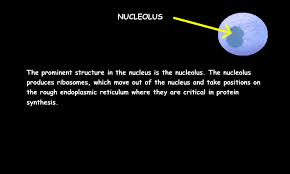 Check spelling or type a new query. Interactive Cell Model