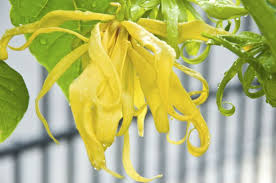 Your hair will be naturally smooth and silky and the oil will increase the width of the hair follicles giving you a head full of thick healthy hair. How To Use Ylang Ylang Essential Oil For Excessive Hair Fall Oiliness Naturallycurly Com