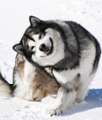 Many people understandably mistake them for huskies. 40 Pics Of Alaskan Malamutes Being The Biggest Floofs Malamute Puppies Alaskan Malamute Puppies Malamute Dog