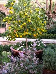 Dwarf Lemon Tree In A Large Pot Tucked Into An Area With Other Plants Flowers Fill The Base Of The Pot Potted Trees Patio Trees Plants