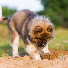 Eurasiers are ideal companions for homes with constant human presence. Why Do Dogs Dig 5 Reasons Why Your Dog Might Be Digging Gfp