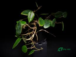 Image result for Begonia elaeagnifolia