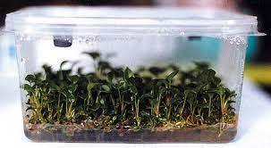 The secret of the continuing success of the cellstar® productline from greiner. Sterile Culture Vessels Plant Culture Vessels Cell Culture Kisker Biotech Laboratory Equipment