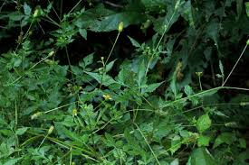 Image result for Bidens biternata