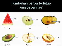 Pertumbuhan Biji Terbuka Dan Tertutup Asyik Belajar