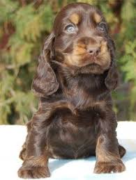 Black And Tan Cocker Spaniel Puppies For Sale Scotland English Cocker Spaniel Puppy Englishcockerspaniel English Cocker Spaniel Puppies Cocker Spaniel Puppies Cute Animals