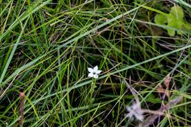 Image result for Exochaenium