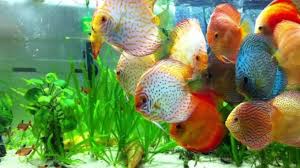 Sebagian orang memilih untuk memelihara ikan hias air tawar sebagai hobinya. 9 Makanan Ikan Discus Untuk Warna Dan Agar Cepat Besar