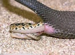 Image result for Rachel Jarrot (rachellyn1010) on Twitter