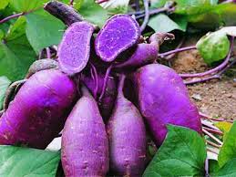 Image result for manfaat daun ubi jalar ungu