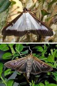 Véritable fléau des jardins, la pyrale du buis fait son retour dans le département du rhône, et notamment dans la comunne de si vos buis sont de petite taille et peu nombreux, il est possible d'envisager une lutte physique en coupant les parties de la plante infestées et en enlevant. Pyrale Du Buis Lutte Traitements Contre Une Chenille Redoutable Promesse De Fleurs Pyrale Du Buis Buis Trucs Et Astuces Jardinage