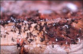 Clegg's ant pest control services are thorough, effective and environmentally safe. Termites And Ants Do Ants Eat Termites