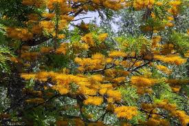 Image result for Grevillea robusta