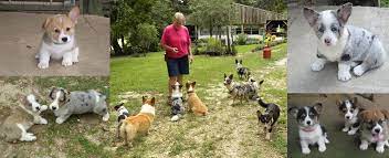 Lee has given me the best thing i could ever imagine; The Corgi Lady Lee English Home Of Pembroke Welsh Corgis And Merle Welsh Corgis Corgi Pembroke Welsh Corgi Corgi Funny