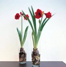 About amaryllis bulbs the amaryllis is native to both peru and south africa. What S The Secret To Sprouting Amaryllis Bulbs The Seattle Times