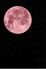 My hmf if you know the parentage of this rose, or other details, please contact us. Epingle Par Rosaelena Zambrano Rojas Sur Lune Lune Rose Fond D Ecran Telephone Fond D Ecran Colore