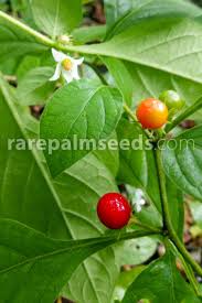 Image result for Solanum anguivi