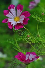 Pin On Gardening