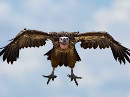 Check spelling or type a new query. 10 Scary Animals That Are Mostly Harmless