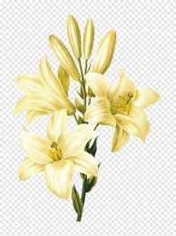 Cómo sobrevivir a la navidad y flor de pascua: Madonna Lirio Flor Pascua Lirio Lirio Stargazer Dibujo Flor Virgen Lirio Png Pngegg