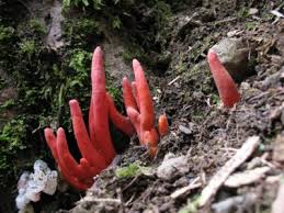We did not find results for: 9 Frightful Fungi That Will Freak You Out The Saturday Evening Post