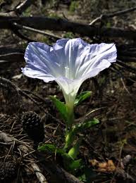 Image result for Bonamia