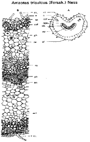 Image result for Anisotes