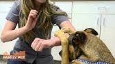 A broad range of medical, dental, and surgical care; Family Pet Animal Hospital Lincoln Park Chicago Il Youtube