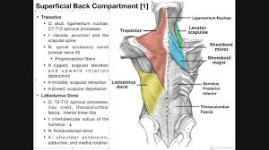 We have a collection of back muscle diagrams to help you learn more about the structure of muscles on your back. Superficial Back Muscles Origins Insertions Actions Etc Youtube