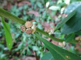 Image result for Struchium sparganophorum