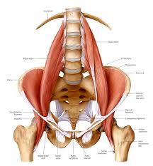 Small muscles such as the piriformis, the gemellus and obturator groups, and the quadratus femoris originate in the hip bone and connect to the upper part of the femur, the large the gluteus maximus, a large muscle in your hip/buttocks area, provides most of the power used for hip external rotation. Stretch Your Hip Flexor Muscles Dr Peggy Malone