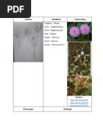 Image result for Leucas calamostachys