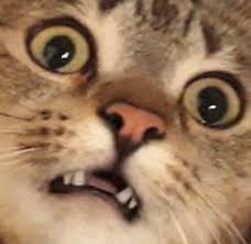 Pin De Hilal Em Mood Gatos Estranhos Gatos Legais Memes De Animais Fofos