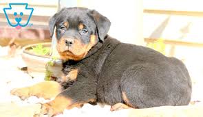 Rottweiler breeders below is a sample search of our rottweiler breeders with puppies for sale. Franklin Rottweiler Puppy For Sale Keystone Puppies