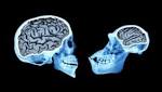  Brain size of human ancestors evolved gradually over 3 million years