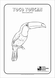 Check spelling or type a new query. Toco Toucan Coloring Pages Coloringbay