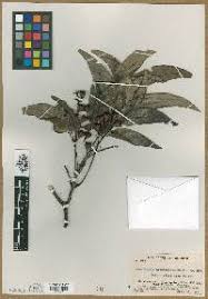 Image result for Haplocoelum foliolosum