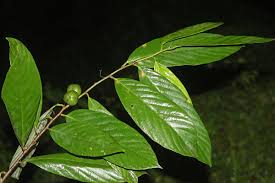 Image result for Cleistanthus