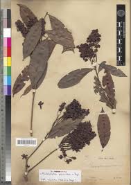 Image result for Rhabdophyllum