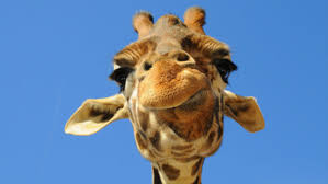 Check spelling or type a new query. Giraffe 3 Wallpapers Hd Desktop And Mobile Backgrounds