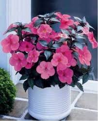 La regina di tutti fiori per eccellenza, presente in formato mignon all'interno delle nostre case fino agli arbusti più ampi dei nostri giardini. Achimenes Colorata Pianta Da Vaso Facile Da Coltivare Verdeblog