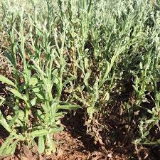 Image result for Neojeffreya