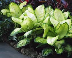 Pin Di Dieffenbachia